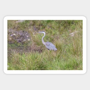 A lone Great Blue Heron Sticker